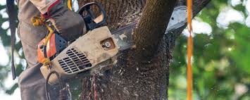 Best Tree Maintenance Programs  in Justice, IL