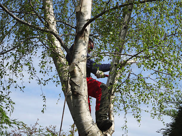 Best Tree Preservation Services  in Justice, IL