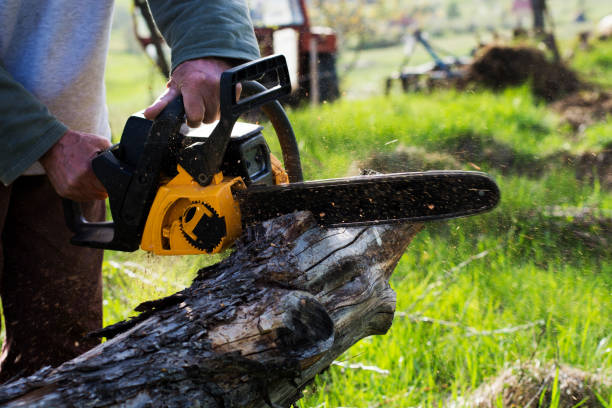 Best Tree Trimming and Pruning  in Justice, IL